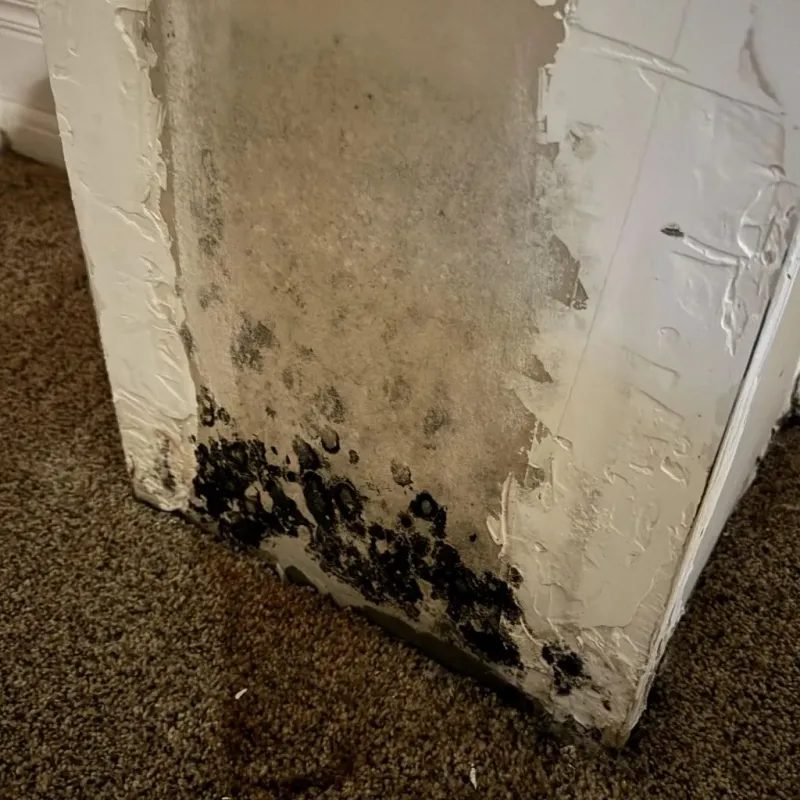 Professional Mold Removal in Butts County, GA